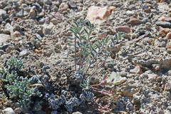 Astragalus eurekensis