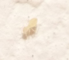 Lepinotus