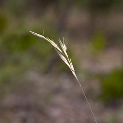 Rytidosperma setaceum