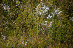 Prasophyllum australe