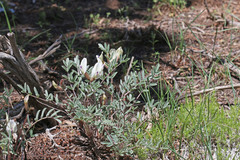 Astragalus eurekensis