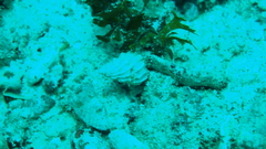 Epitoniidae