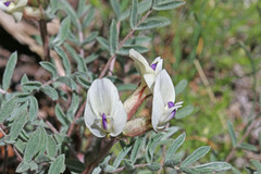 Astragalus eurekensis