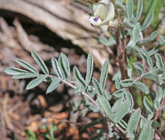 Astragalus eurekensis