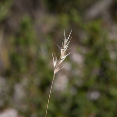 Rytidosperma setaceum