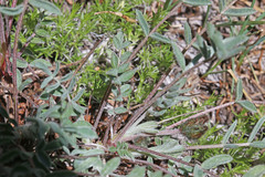 Astragalus eurekensis