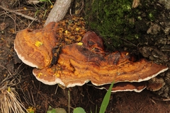 Polyporales