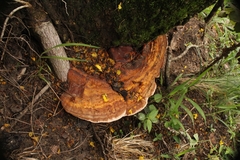 Polyporales