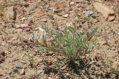 Astragalus eurekensis