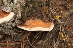 Polyporales