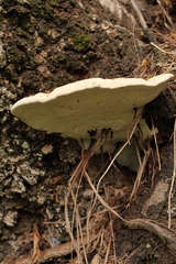 Polyporales