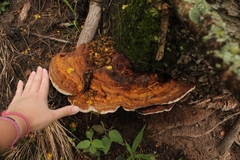 Polyporales