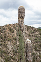 Cephalocereus senilis