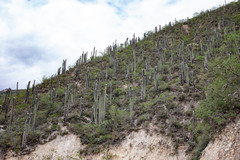 Cephalocereus senilis