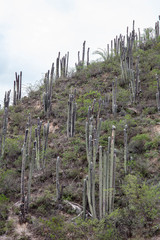 Cephalocereus senilis