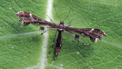 Capperia trichodactyla