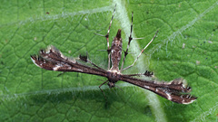 Capperia trichodactyla