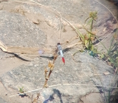 Planiplax erythropyga