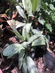 Aglaonema