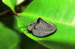 Mesomphalia latipennis