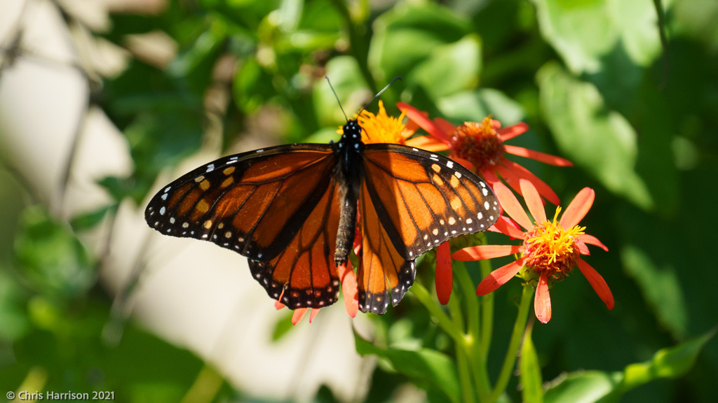 Monarch from Hidalgo, Texas, United States on December 30, 2021 at 01: ...