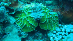 Mycetophyllia