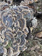 Trametes versicolor