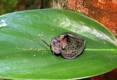 Mesomphalia latipennis