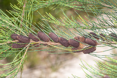Allocasuarina monilifera