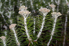 Ozothamnus reticulatus