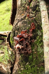 Agaricomycotina