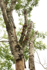 Agaricomycotina