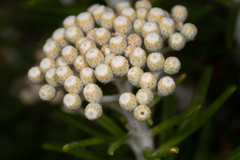Ozothamnus reticulatus