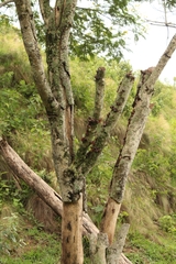 Agaricomycotina