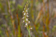 Prasophyllum australe