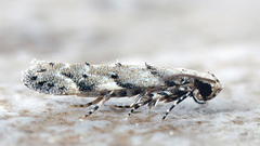 Coleotechnites piceaella