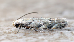 Coleotechnites piceaella