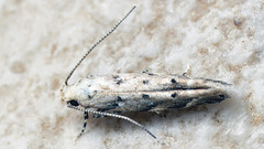 Coleotechnites piceaella