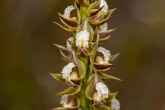 Prasophyllum australe