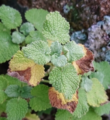 Pseudodictamnus hirsutus