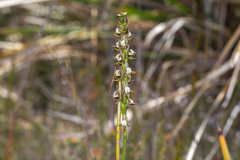 Prasophyllum australe