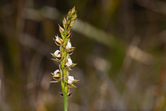 Prasophyllum australe