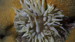 Isoaulactinia stelloides