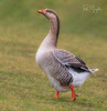 Domestic Greylag × Domestic Swan Goose - Photo (c) rosamiragliotta, some rights reserved (CC BY-NC), uploaded by rosamiragliotta