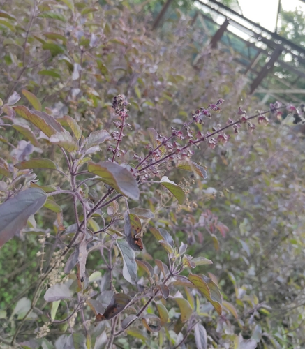 Ocimum tenuiflorum iNat (2)