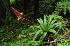 Vriesea platynema variegata