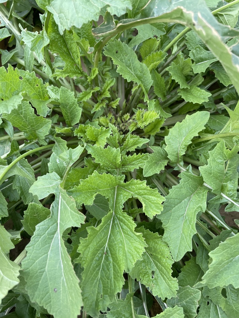 annual bastard cabbage from County Road 236, Florence, TX, US on December 31, 2021 at 1123 AM