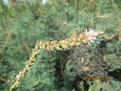 Myricaria bracteata