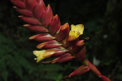 Vriesea platynema variegata