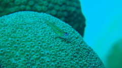 Coryphopterus lipernes